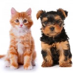 Pälsvård för katter och hundar